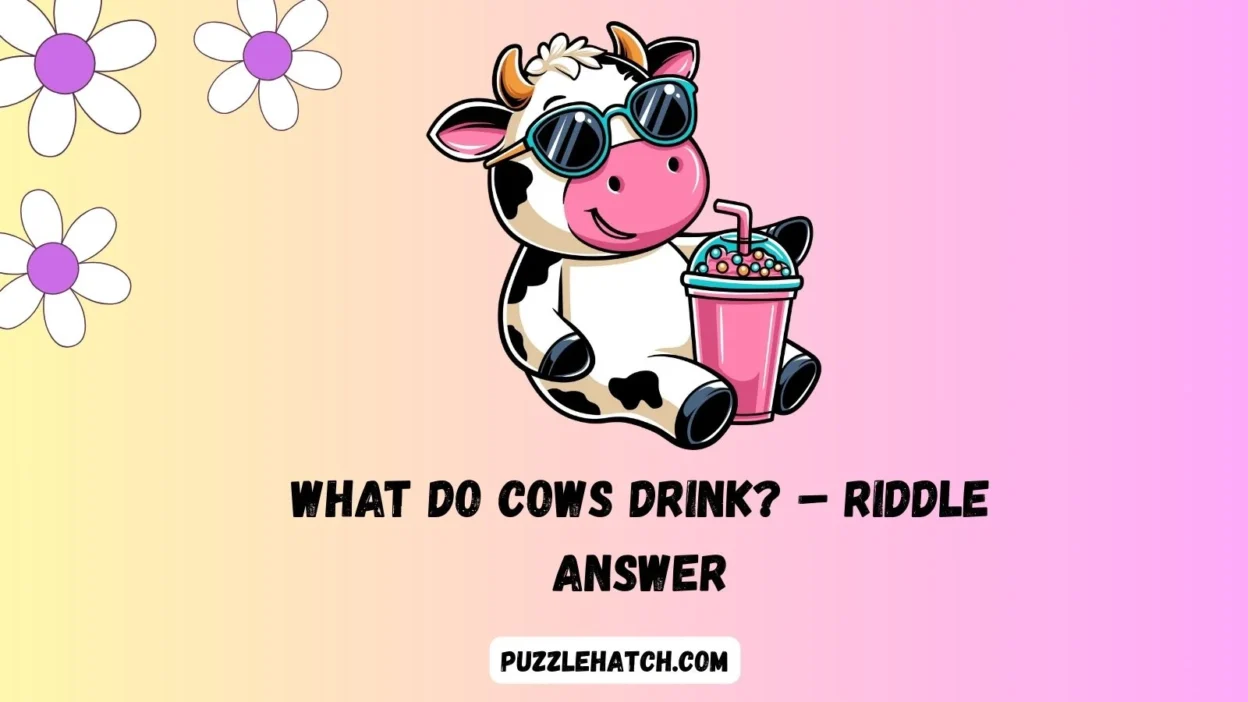 What do cows drink? – Riddle Answer